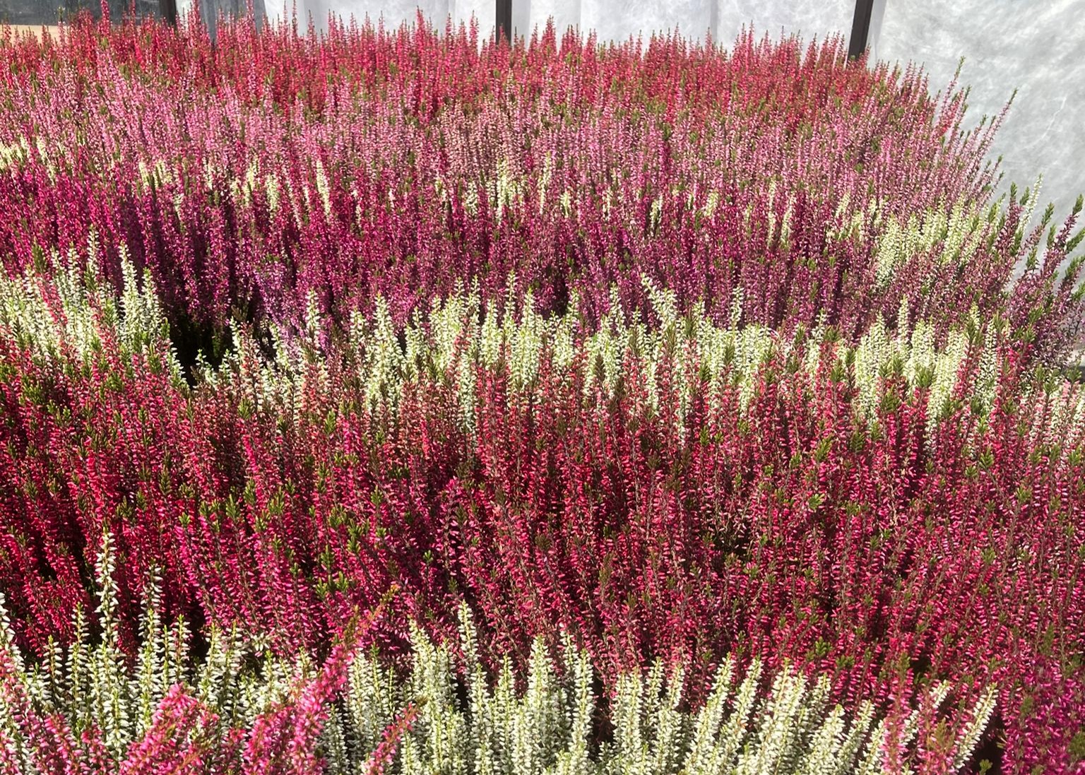 Monheimer Blumenmarkt